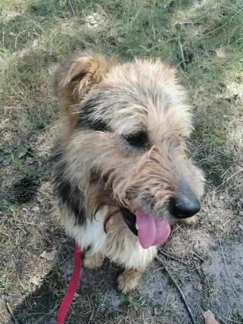 SIMBA młody energiczny wesoły piesek poleca się do adopcji