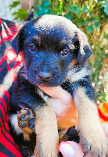 BAJECZKA - cudowna szczeniaczka szuka PILNIE domu