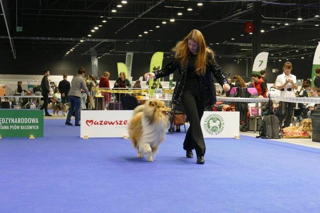 Owczarek szkocki długowłosy ZKwP/ FCI