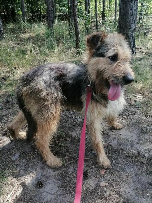 SIMBA młody energiczny wesoły piesek poleca się do adopcji