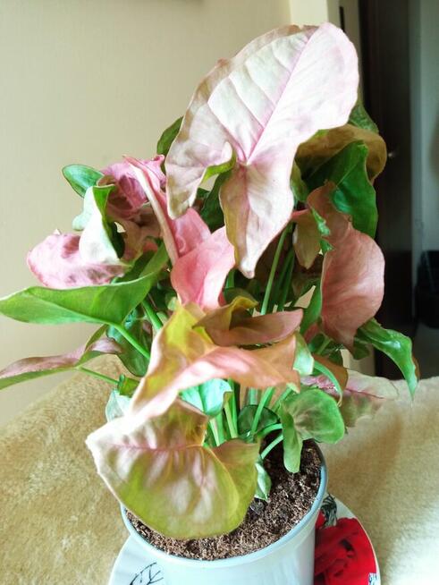 Filodendron, szczawik, fiołek odmianowy i inne