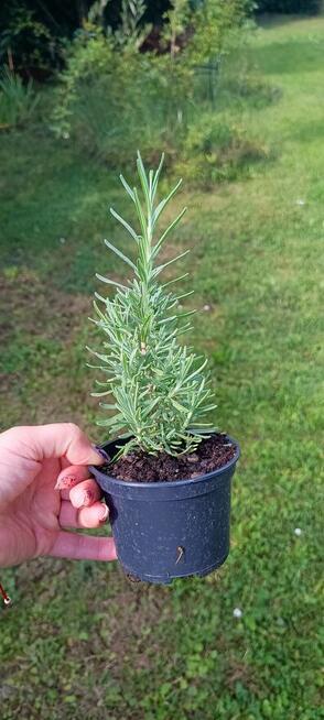 Lawenda biała oraz fioletowa