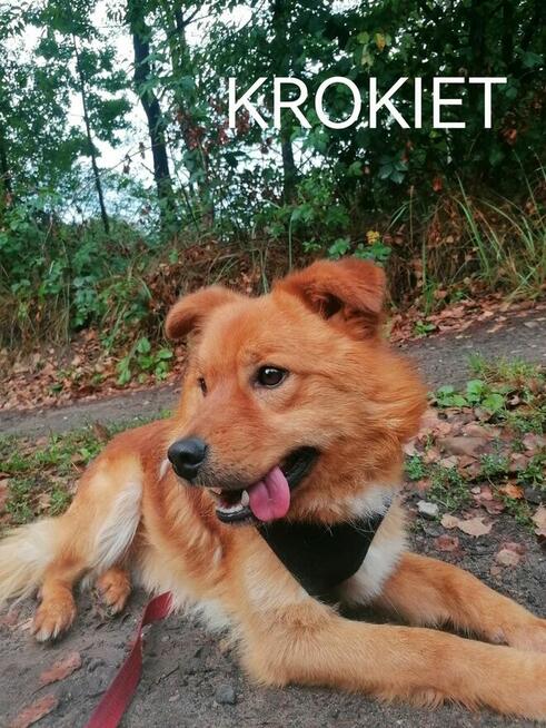 KROKIET młody łagodny piesek szuka domu