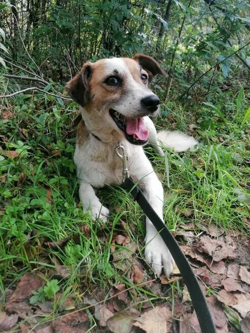 MELA łagodna przyjazna suczka szuka domu