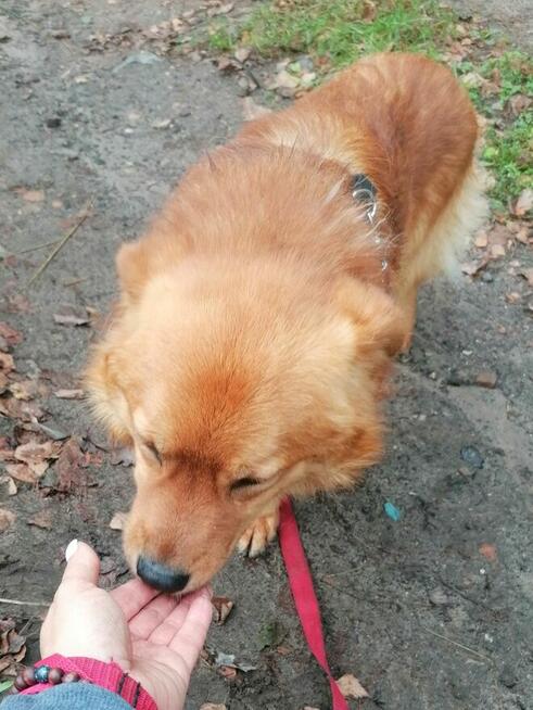 KROKIET młody łagodny piesek szuka domu