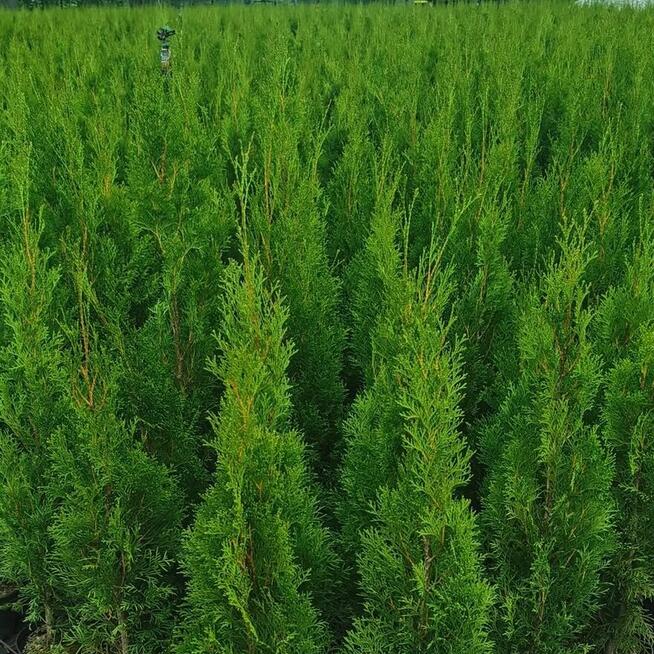 Tuje Szmaragd Klasa Premium Tuja -30% Dowóz Gratis