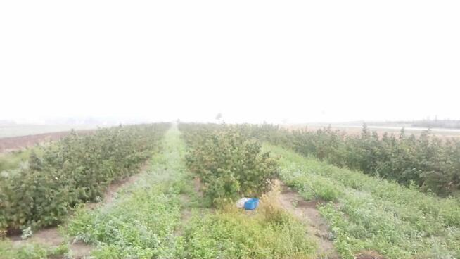 Sprzedam sadzonki malin