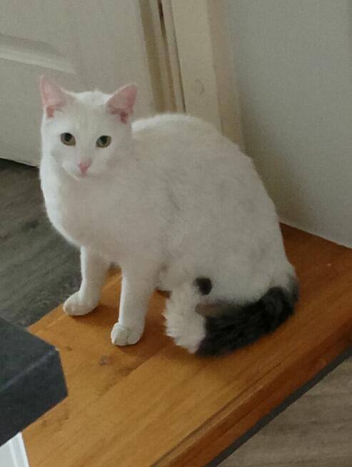 Poznam kobietę wolną prawnie.