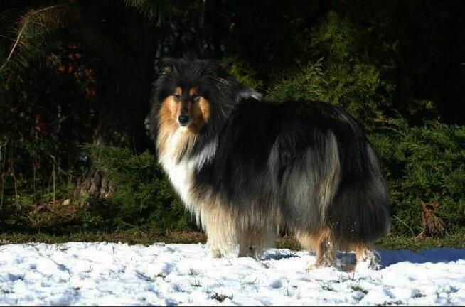 Owczarek szkocki długowłosy ZKwP/ FCI