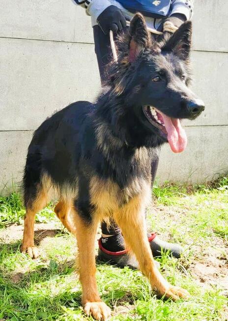 AMELIA - piękna sunia owczarka niemieckiego szuka domu