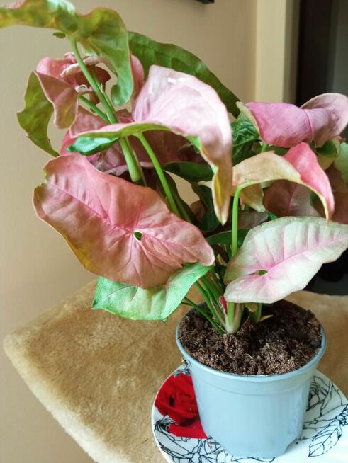 Filodendron, szczawik, fiołek odmianowy i inne