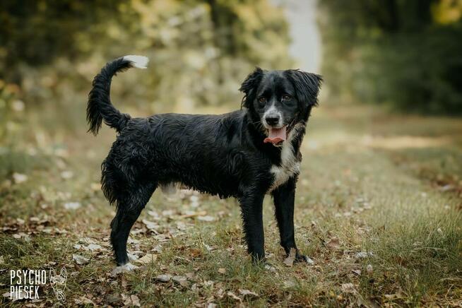 Energiczny psiak Ringo