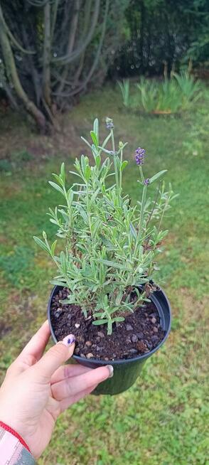 Lawenda biała oraz fioletowa