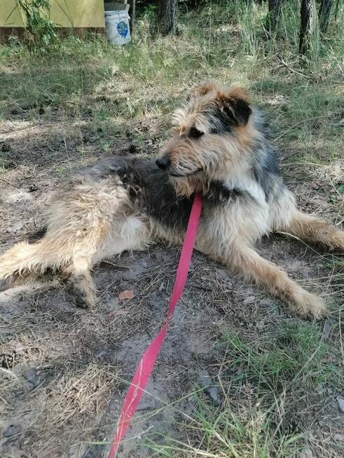 SIMBA młody energiczny wesoły piesek poleca się do adopcji