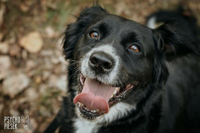 Energiczny psiak Ringo