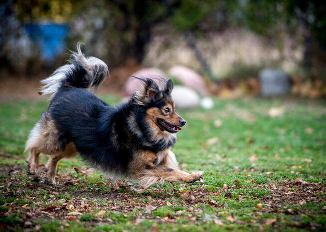 YY, że jak? MacGyver nie ma jeszcze domku? Przygarniesz?