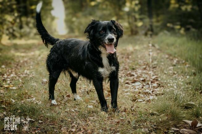 Energiczny psiak Ringo