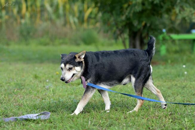 Papa - sympatyczny i pozytywnie nastawiony do człowieka