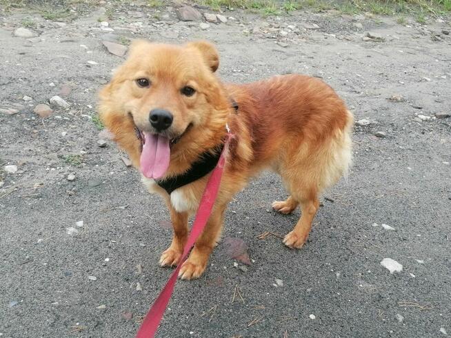 KROKIET młody łagodny piesek szuka domu