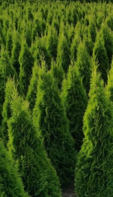 Tuje Szmaragd Klasa Premium Tuja -30% Dowóz Gratis