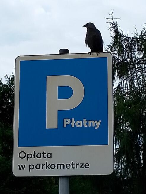 Poznam kobietę wolną prawnie.