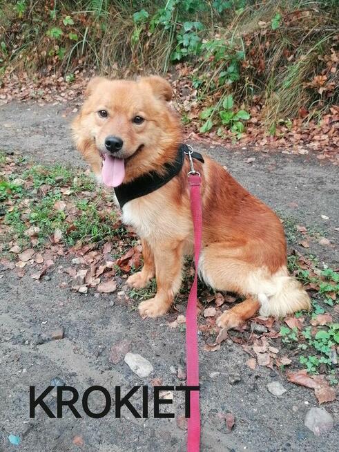 KROKIET młody łagodny piesek szuka domu