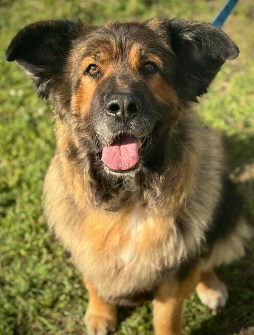 Nastia – kudłata psia pieszczocha