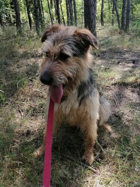 SIMBA młody energiczny wesoły piesek poleca się do adopcji