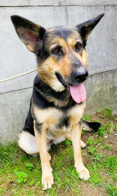 TESLA - sunia w typie owczarka szuka PILNIE domu