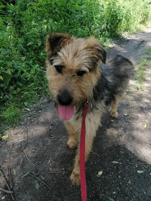 SIMBA młody energiczny wesoły piesek poleca się do adopcji