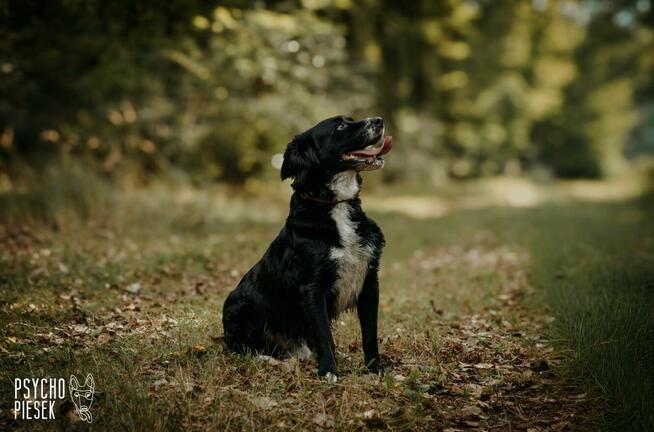 Energiczny psiak Ringo