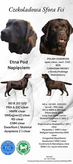 Labrador Retriever czekoladowa suczka Zkwp/FCI