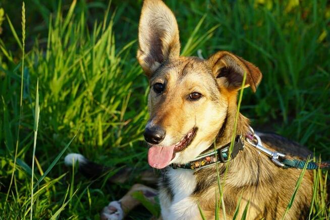 Diuna - psia wojowniczka marzy o własnym domku