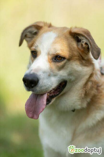 CEZAR - piękny, młody psiak za kratami, ADOPTUJ!