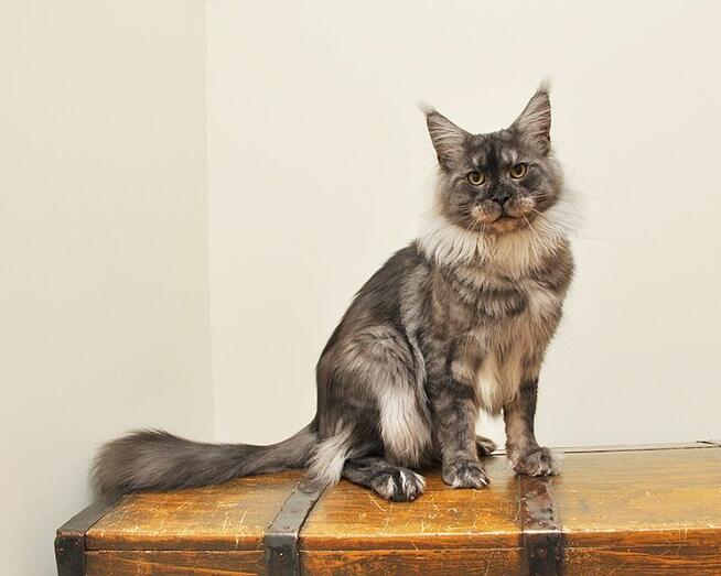 Prześliczny kocurek shaded Rodowód PZF/WCF Legalna Hodowla