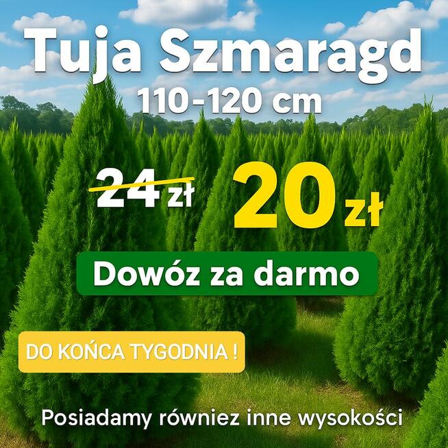 Tuje Szmaragd Klasa Premium Tuja -30% Dowóz Gratis