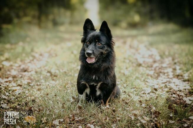 Zjawiskowy nieduży psiak Gacek