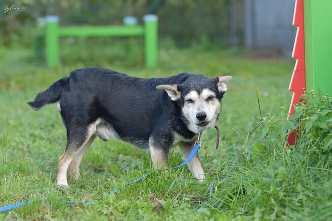 Papa - sympatyczny i pozytywnie nastawiony do człowieka