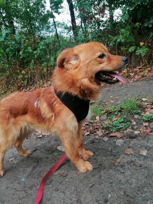 KROKIET młody łagodny piesek szuka domu