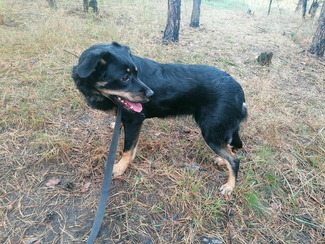 KROPKA młoda łagodna suczka szuka domu