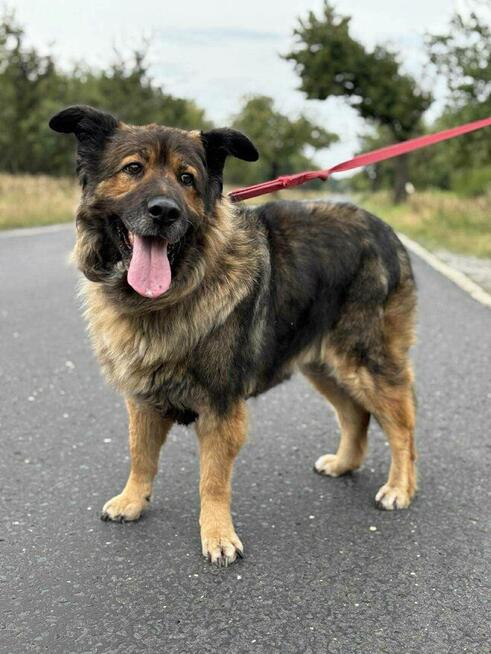 Nastia – kudłata psia pieszczocha