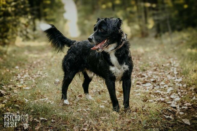 Energiczny psiak Ringo