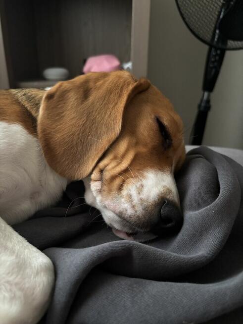 Beagle suczka 5 miesi