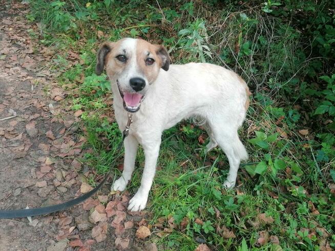 MELA łagodna przyjazna suczka szuka domu