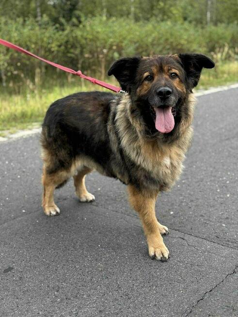 Nastia – kudłata psia pieszczocha