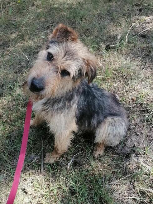 SIMBA młody energiczny wesoły piesek poleca się do adopcji