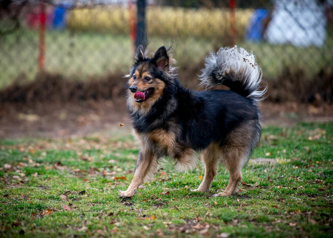 YY, że jak? MacGyver nie ma jeszcze domku? Przygarniesz?