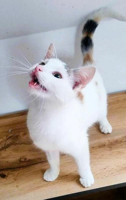 CELINKA - cudowna, miziasta koteczka do adopcji