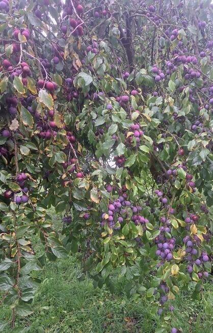 Działka z rozpoczętą budową - obok lasu w Oksie