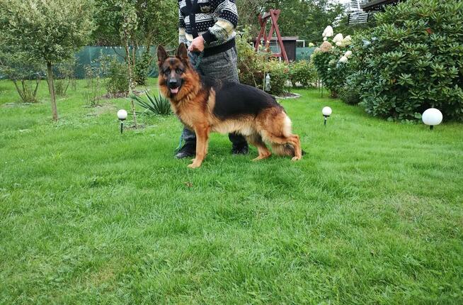 Sprzedam szczeniaka rasy owczarek niemiecki